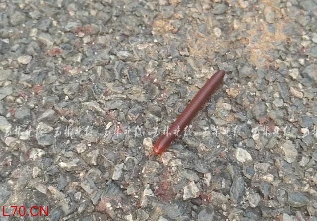 公园树下“千足虫”横行 专家科普 城市人对自然的陌生感
