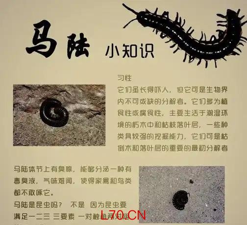 公园树下“千足虫”横行 专家科普 城市人对自然的陌生感