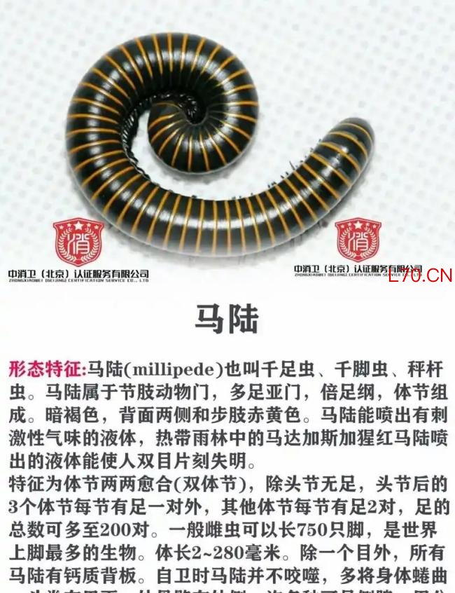 公园树下“千足虫”横行 专家科普 城市人对自然的陌生感
